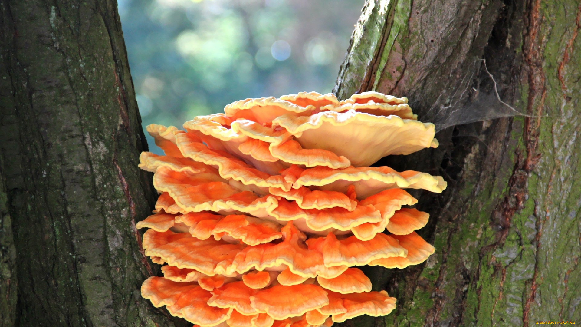 природа, грибы, грибная, семейка