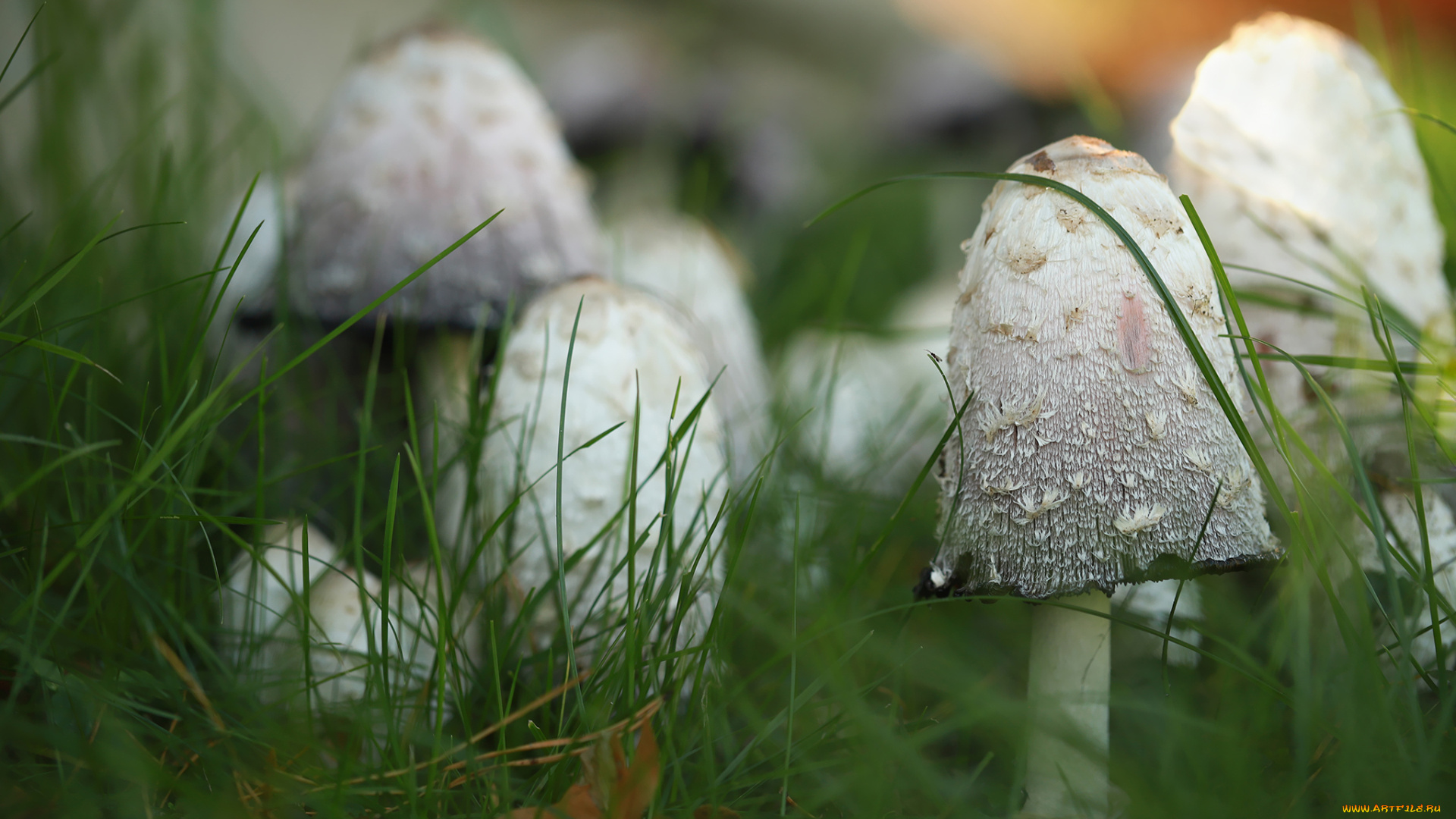 природа, грибы, грибная, семейка