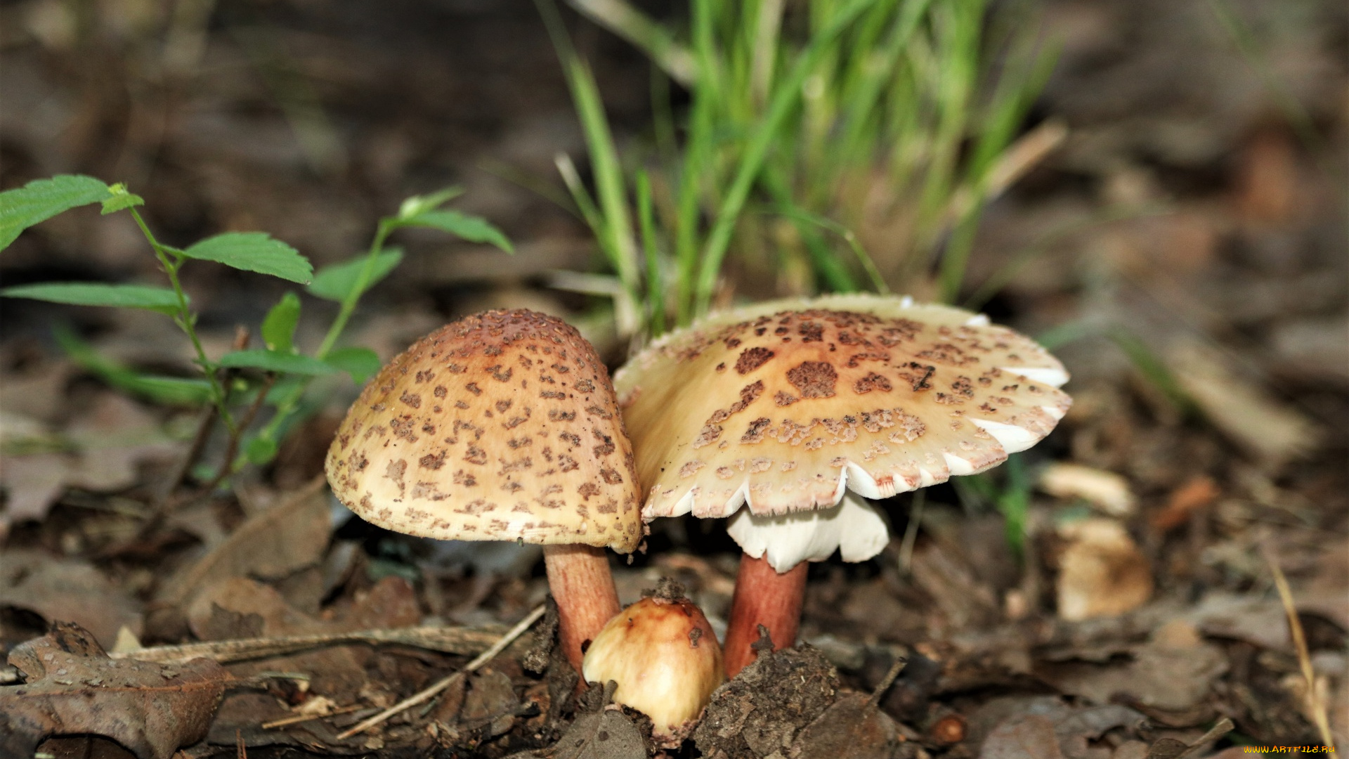 природа, грибы, поганки