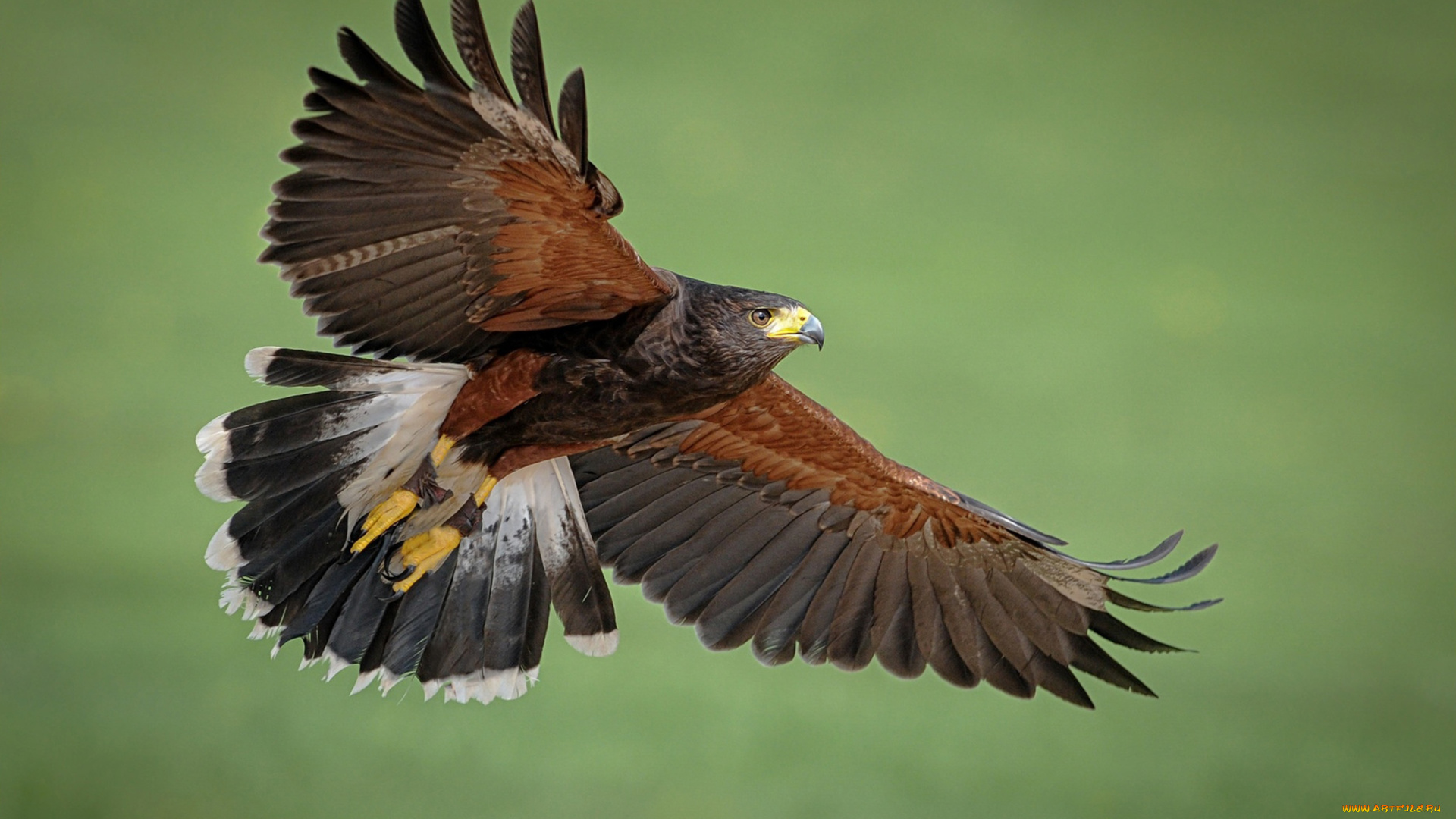 пустынный, канюк, животные, птицы, -, хищники, пустынный, канюк, канюки, ястребиные, ястребообразные, птица, хищник, клюв, когти, перья, крылья, полёт