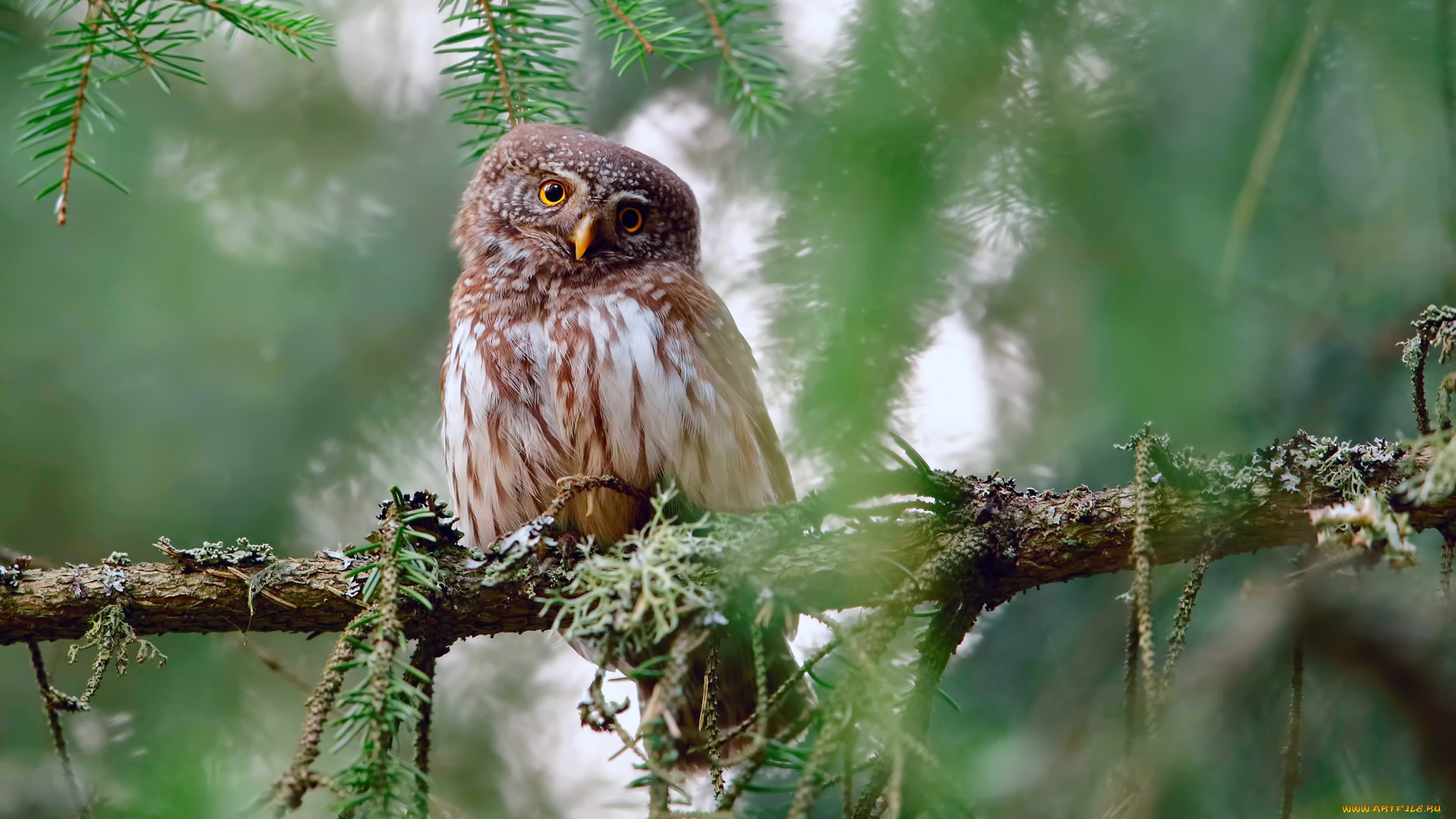 пёстрая, неясыть, животные, совы, пёстрая, неясыть, птица, хищник, неясыти, совиные, совообразные, перья, клюв, когти