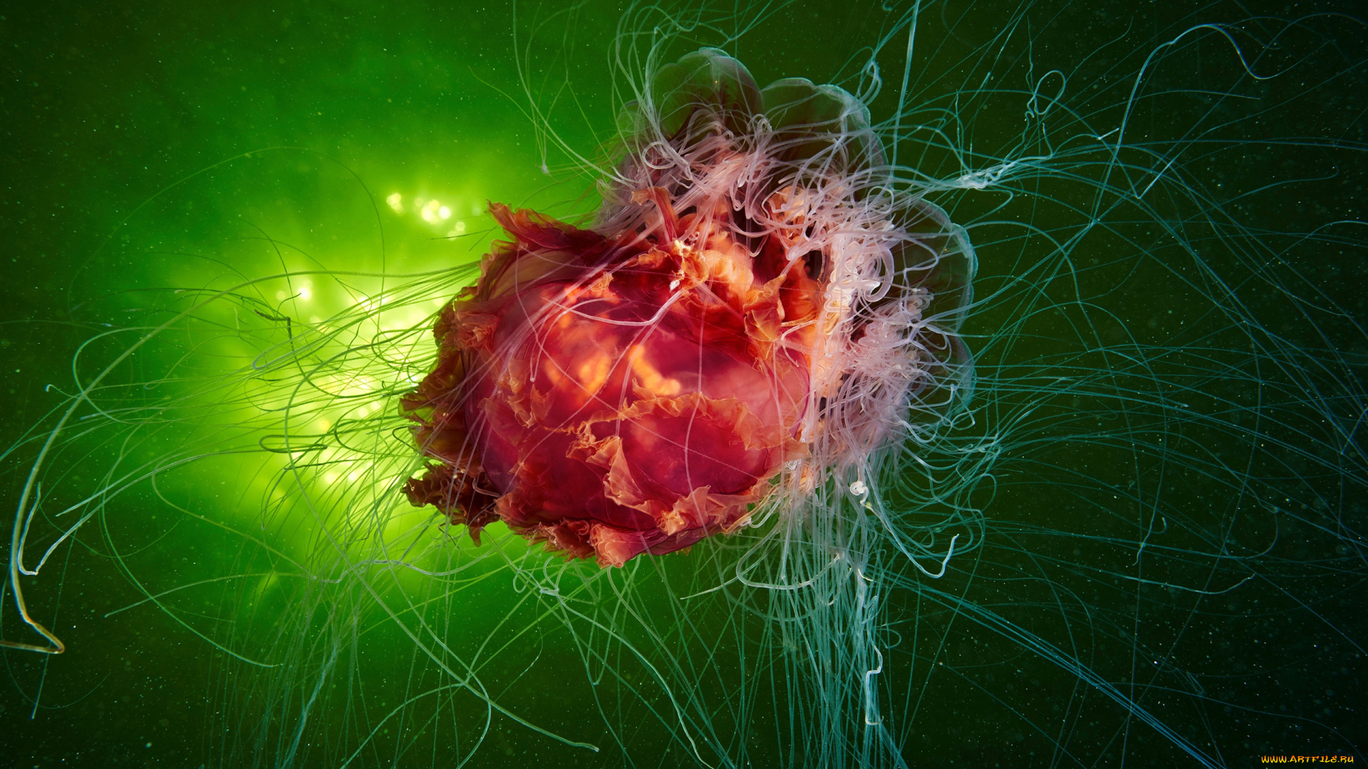 животные, медузы, медуза, подводный, мир, организм, море, океан, вода, гидроидные, сцифоидные