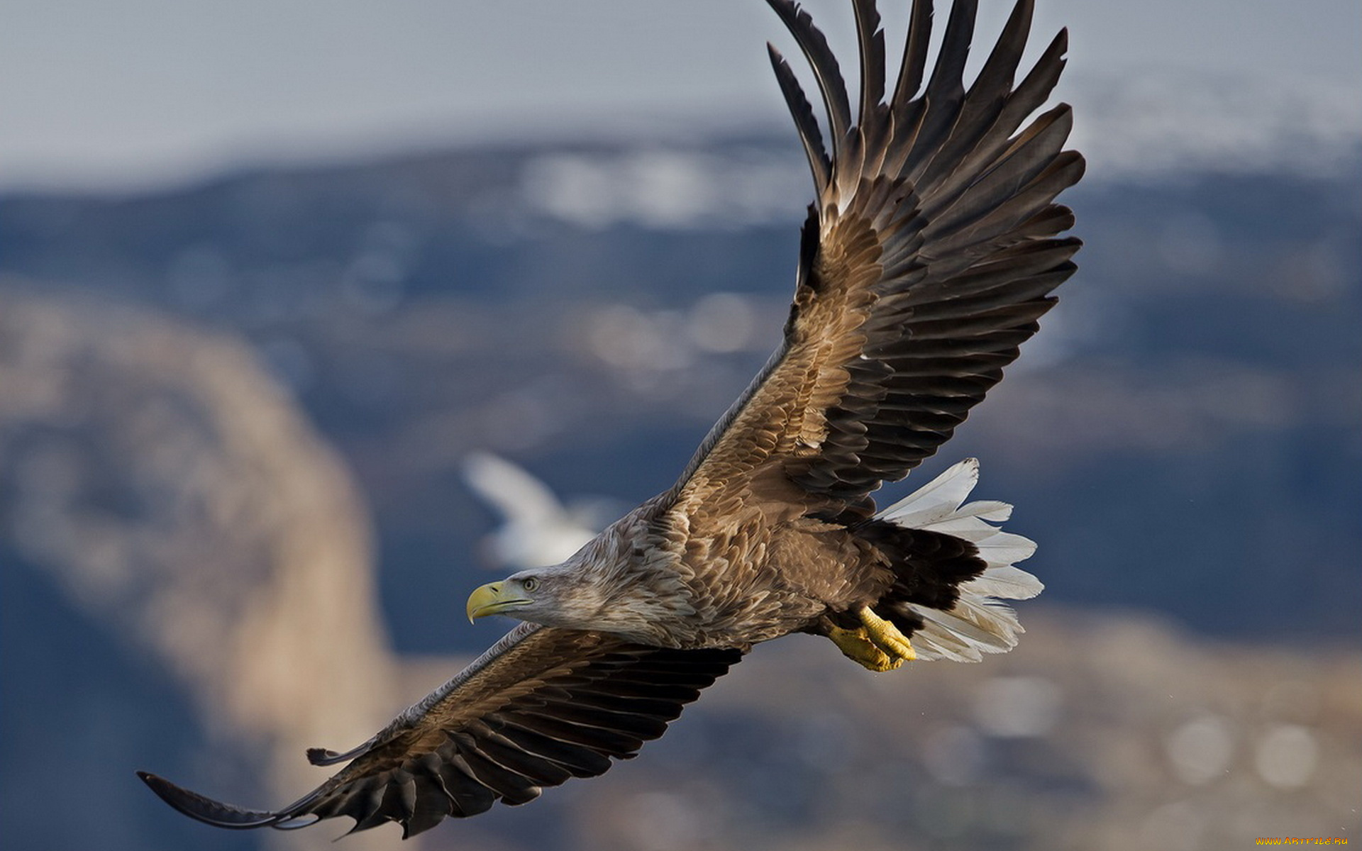 орлан-белохвост, животные, птицы, -, хищники, орлан, белохвост, птица, крылья, хищник, клюв, полёт, ястребиные, ястребообразные, орланы