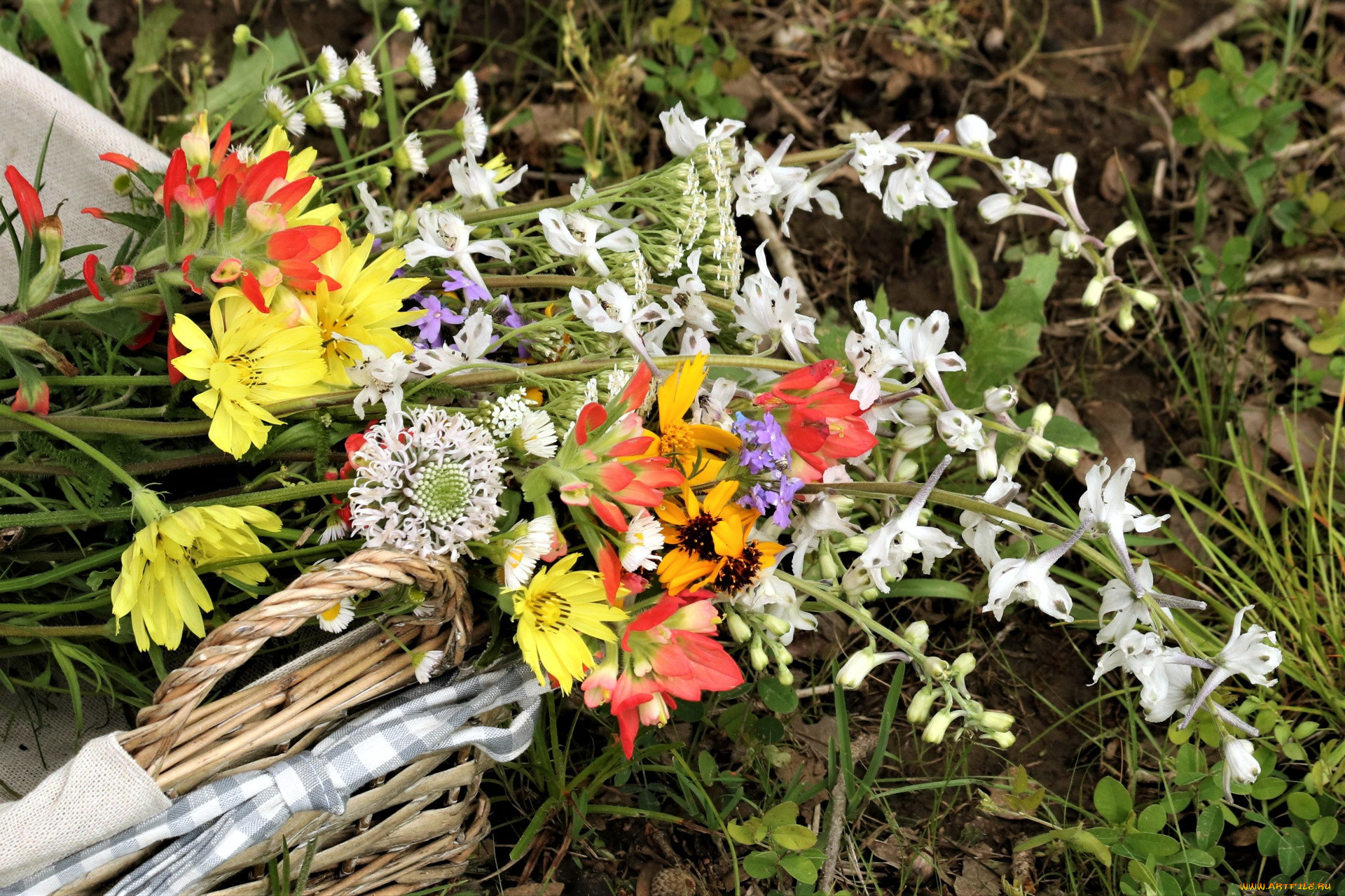 цветы, луговые, , полевые, , цветы, корзинка, луговые