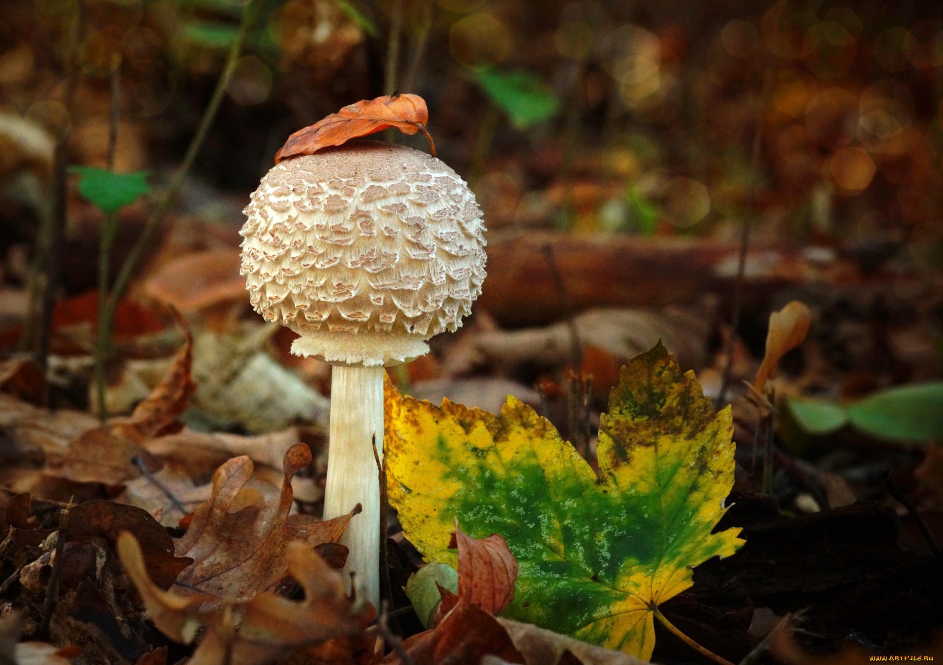 природа, грибы, осень, гриб, листья