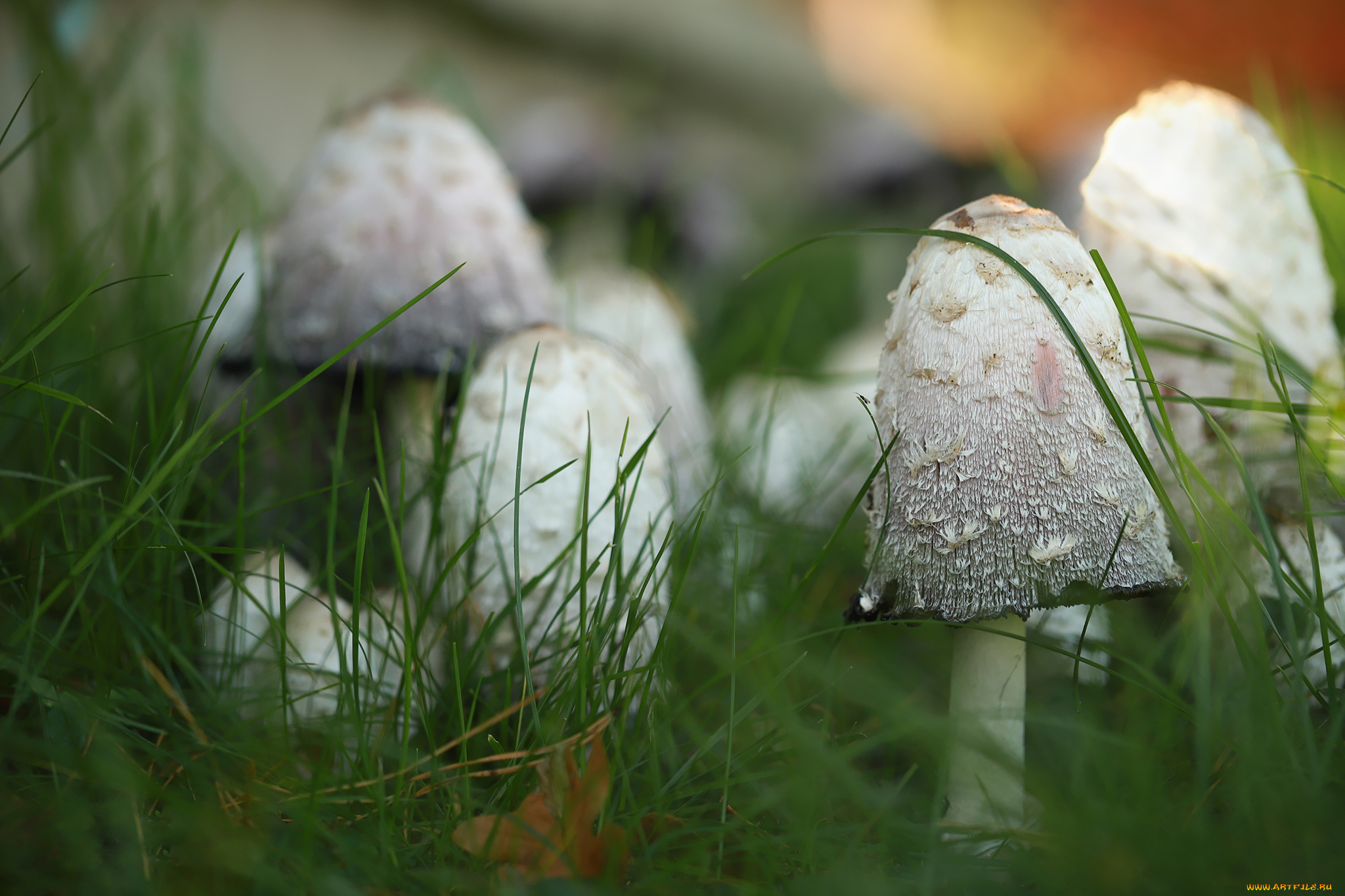 природа, грибы, грибная, семейка