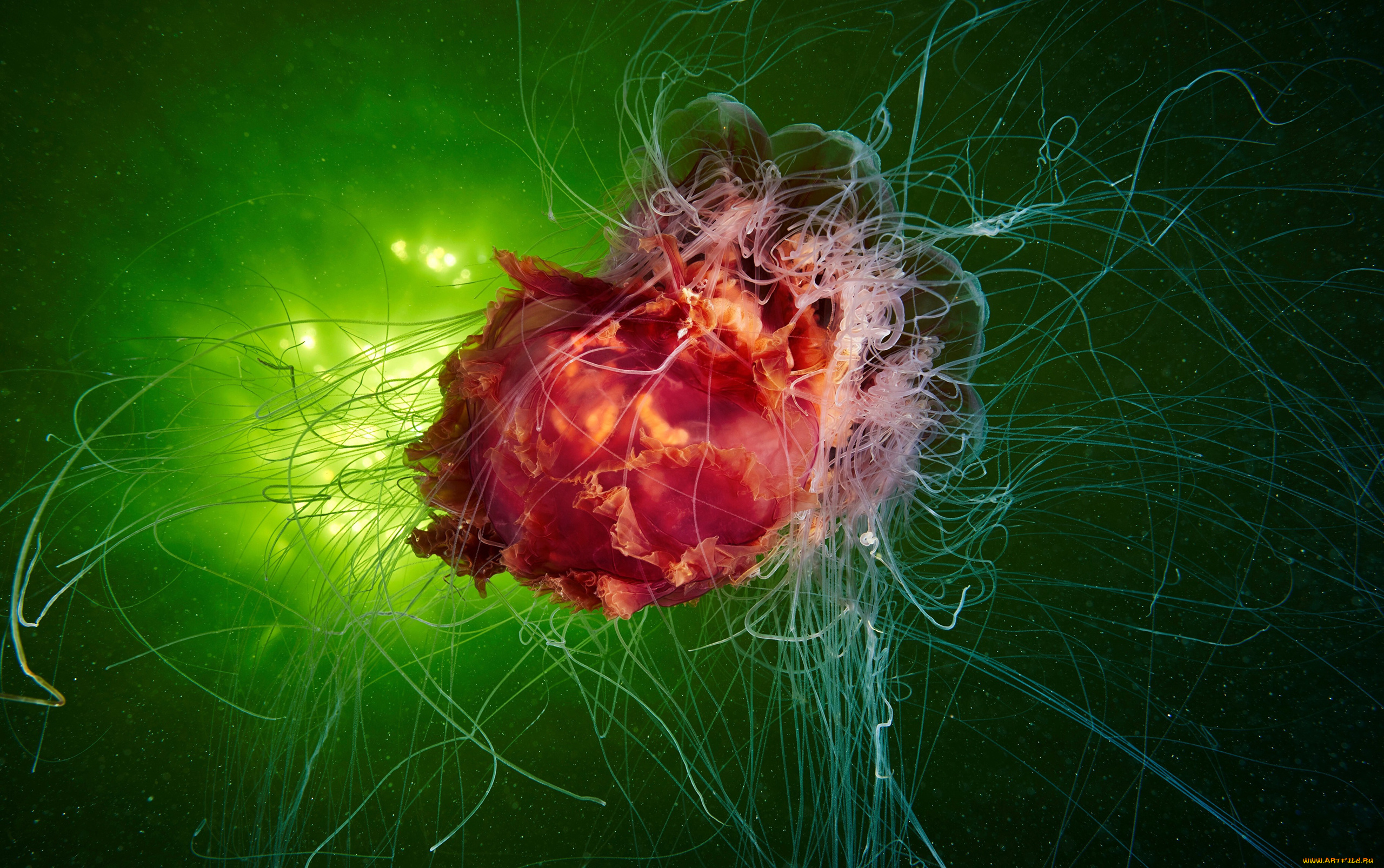 животные, медузы, медуза, подводный, мир, организм, море, океан, вода, гидроидные, сцифоидные