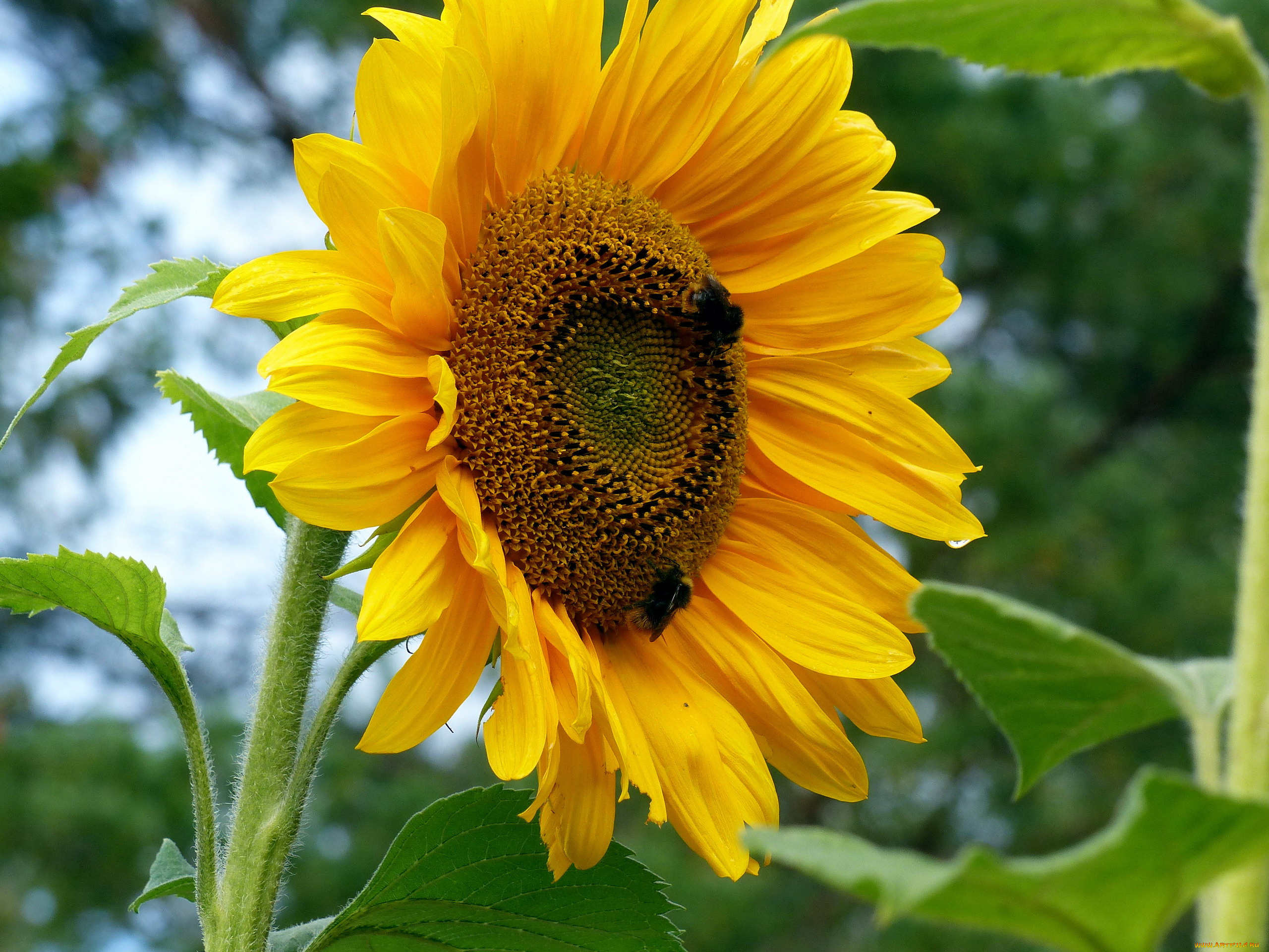 цветы, подсолнухи, подсолнух