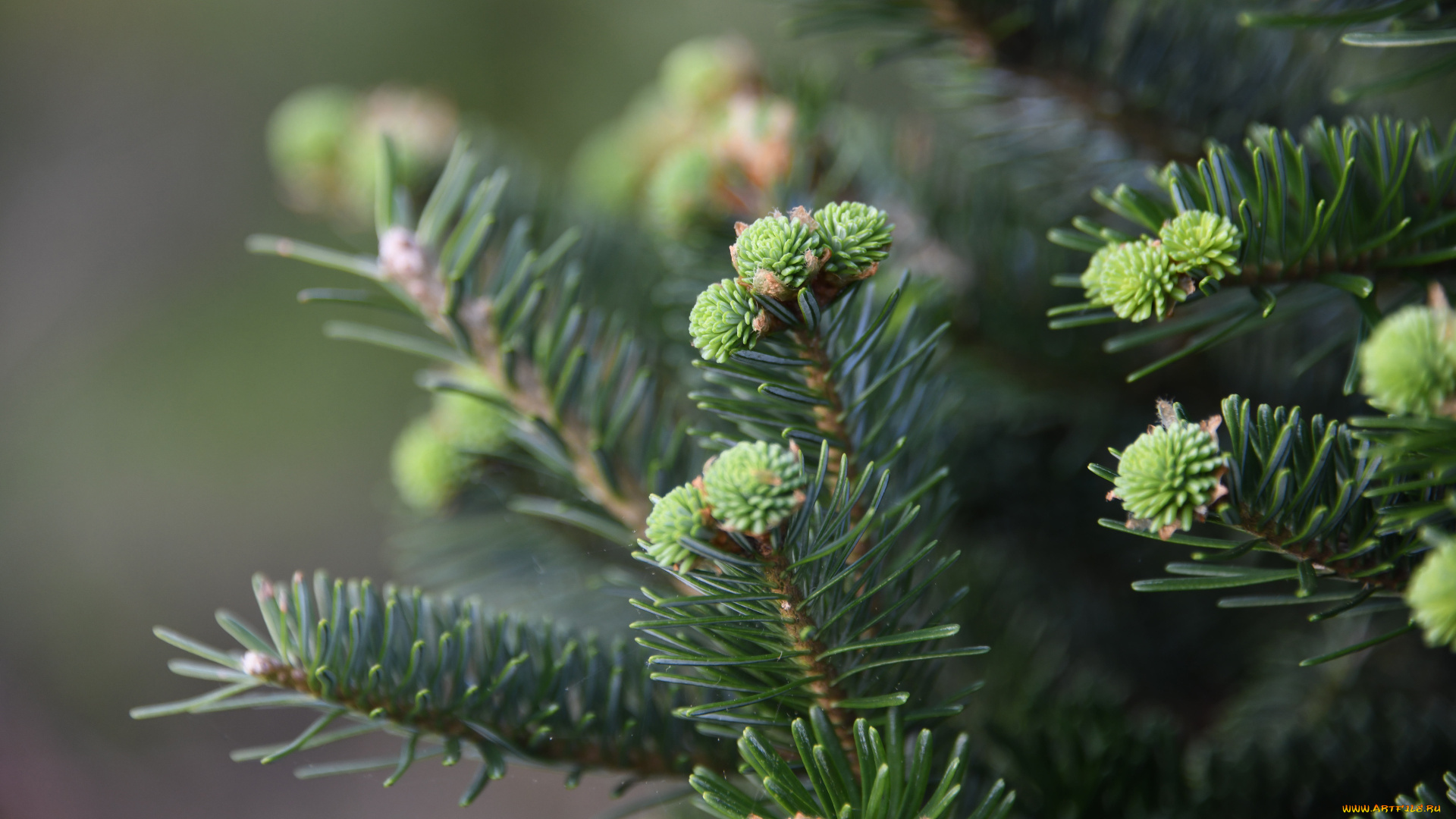 природа, деревья, иголки, ветки, фон, ель, хвоя, бутоны, шишки, молодые, хвойные, боке, шишечки, еловые, конифе