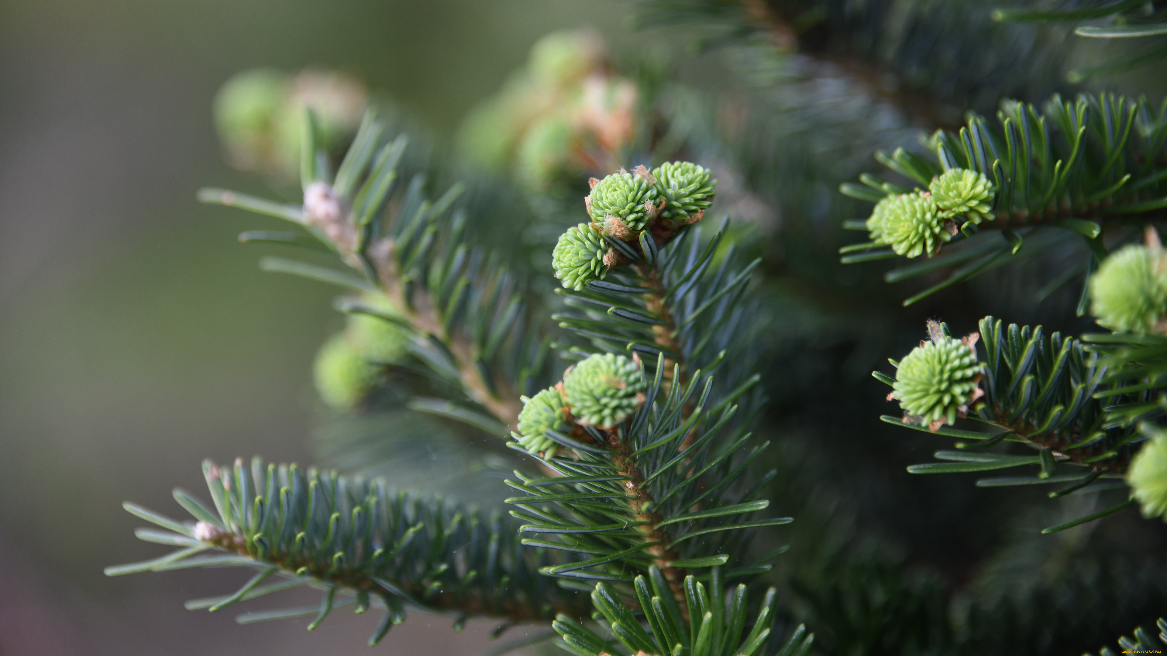 природа, деревья, иголки, ветки, фон, ель, хвоя, бутоны, шишки, молодые, хвойные, боке, шишечки, еловые, конифе