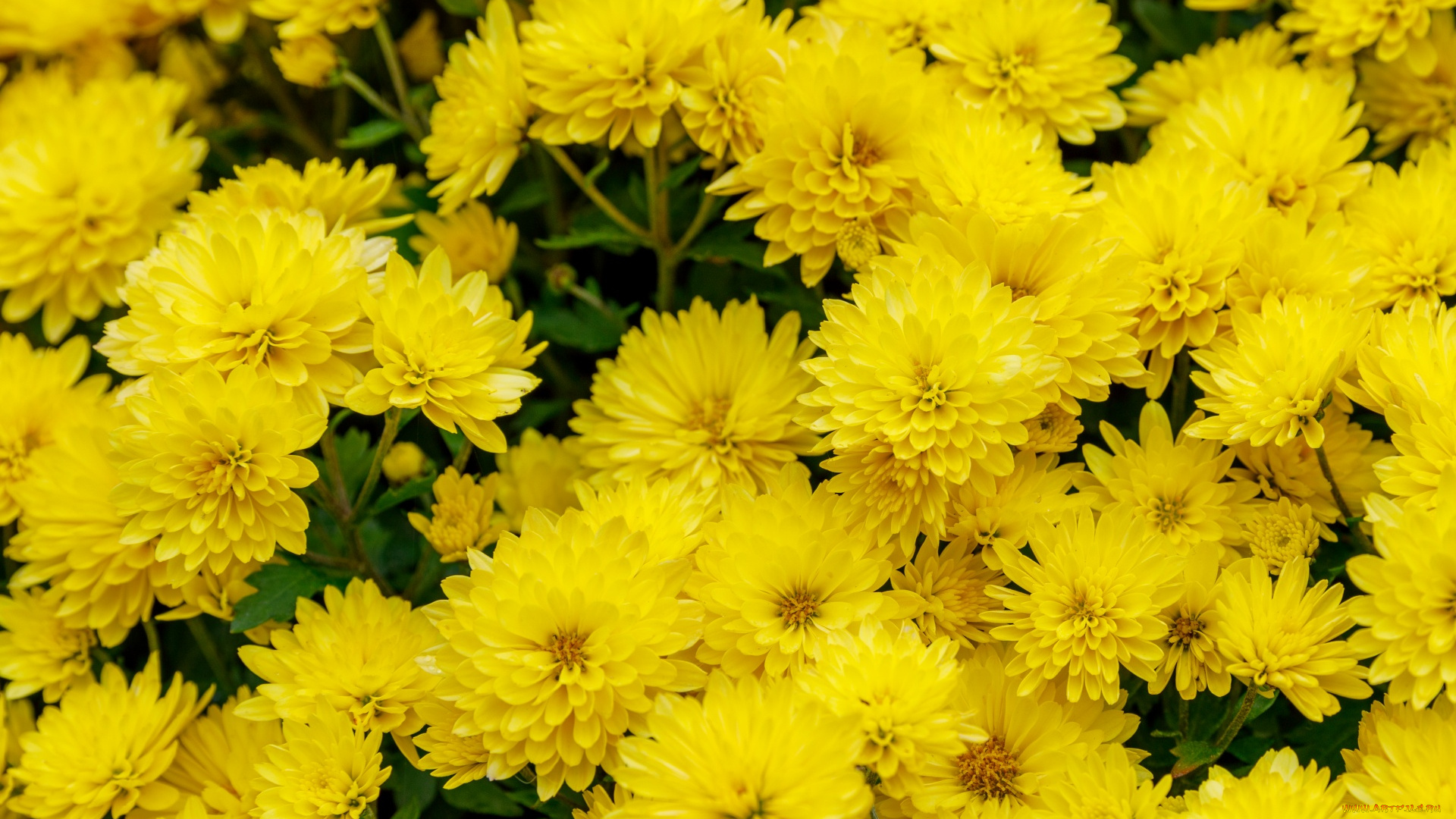 цветы, хризантемы, желтые, макро