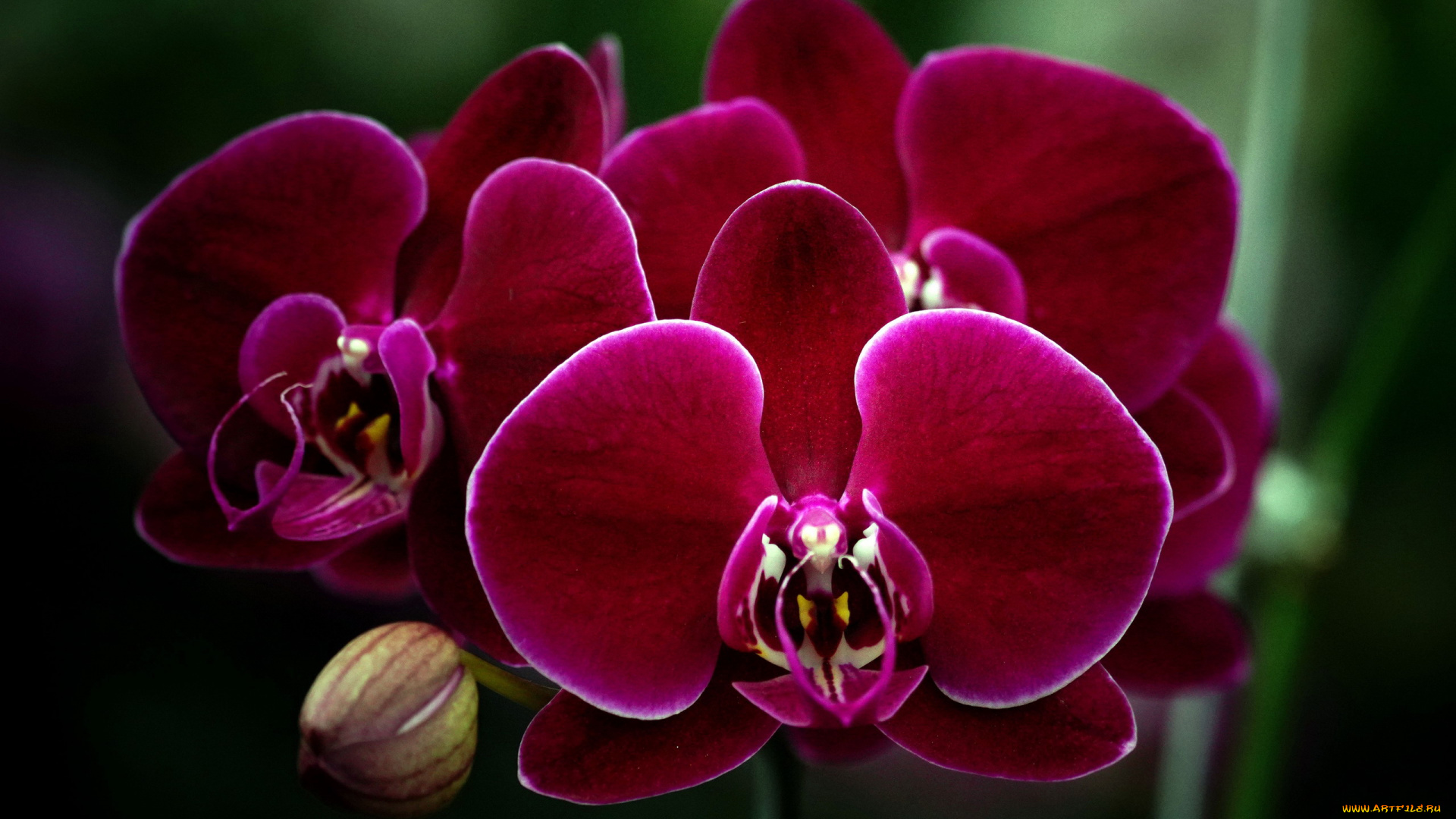 цветы, орхидеи, экзотика, макро