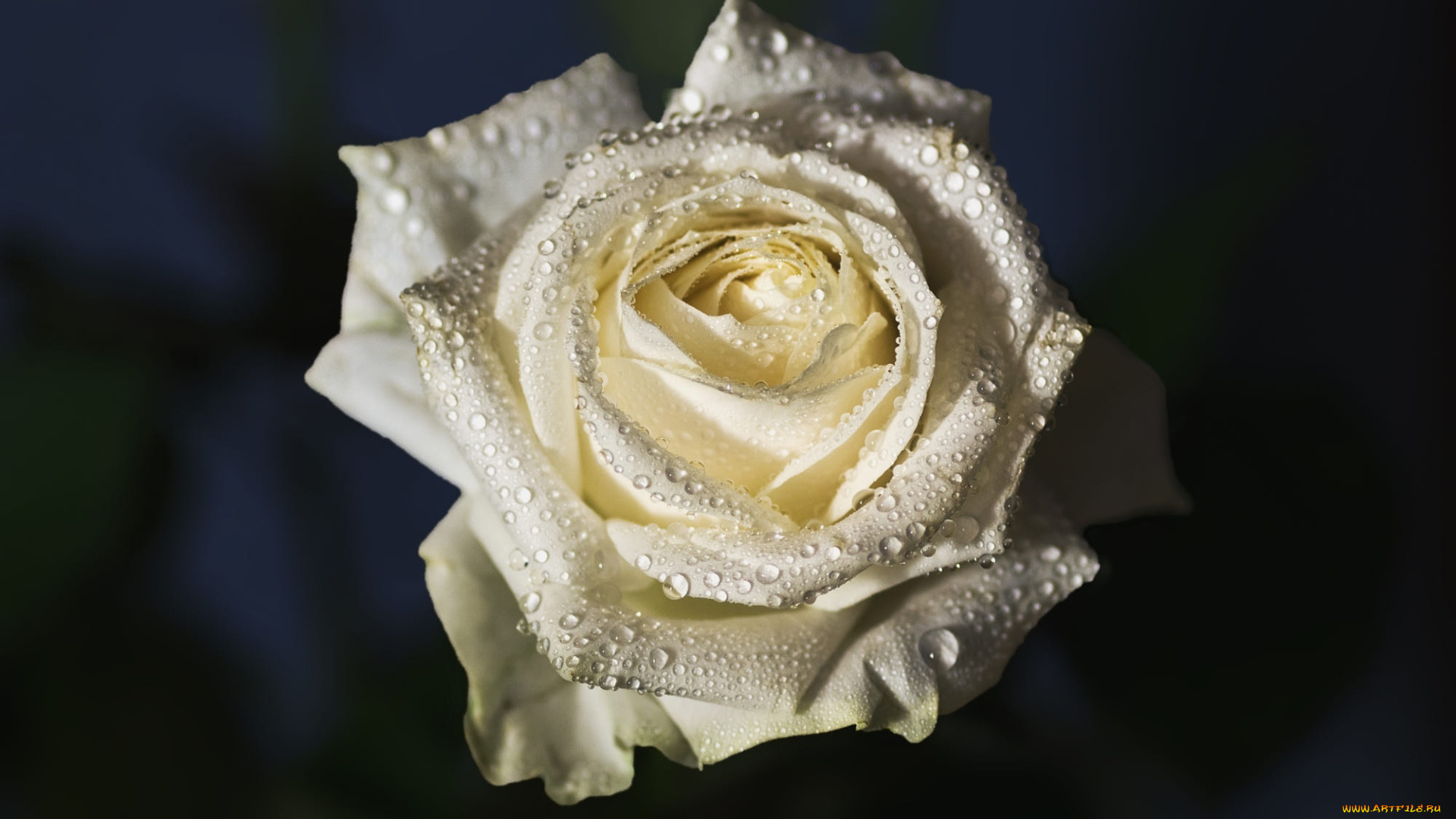 цветы, розы, цветок, капли, макро, темный, фон, роза, бутон, белая