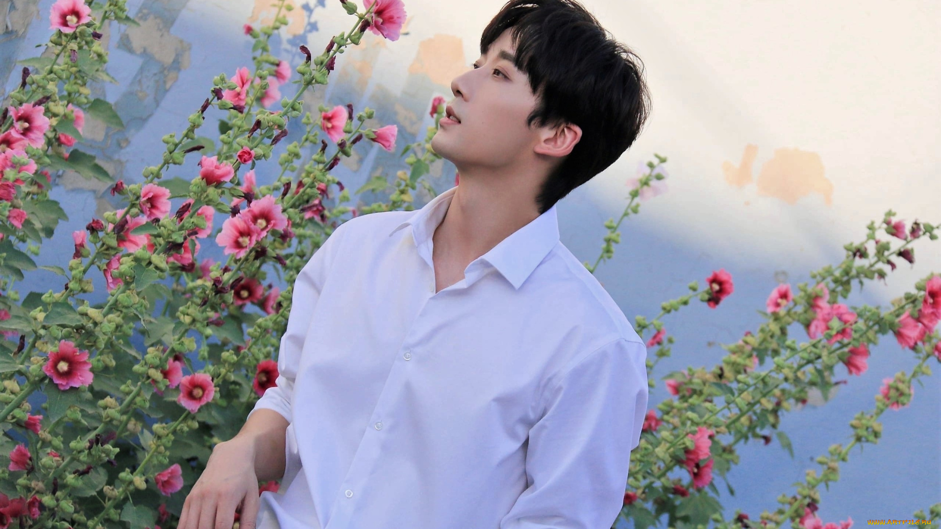 мужчины, li, bo, wen, актер, рубашка, мальвы