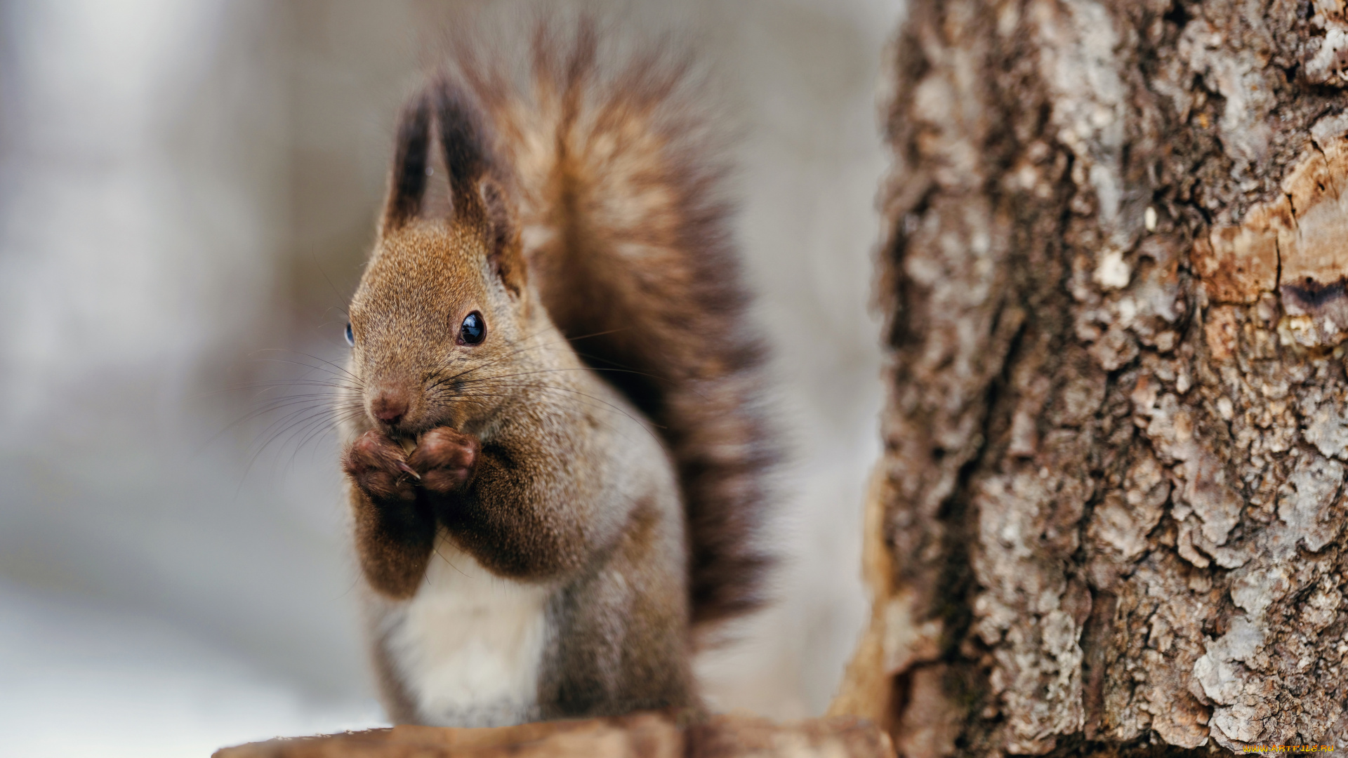 животные, белки, белка