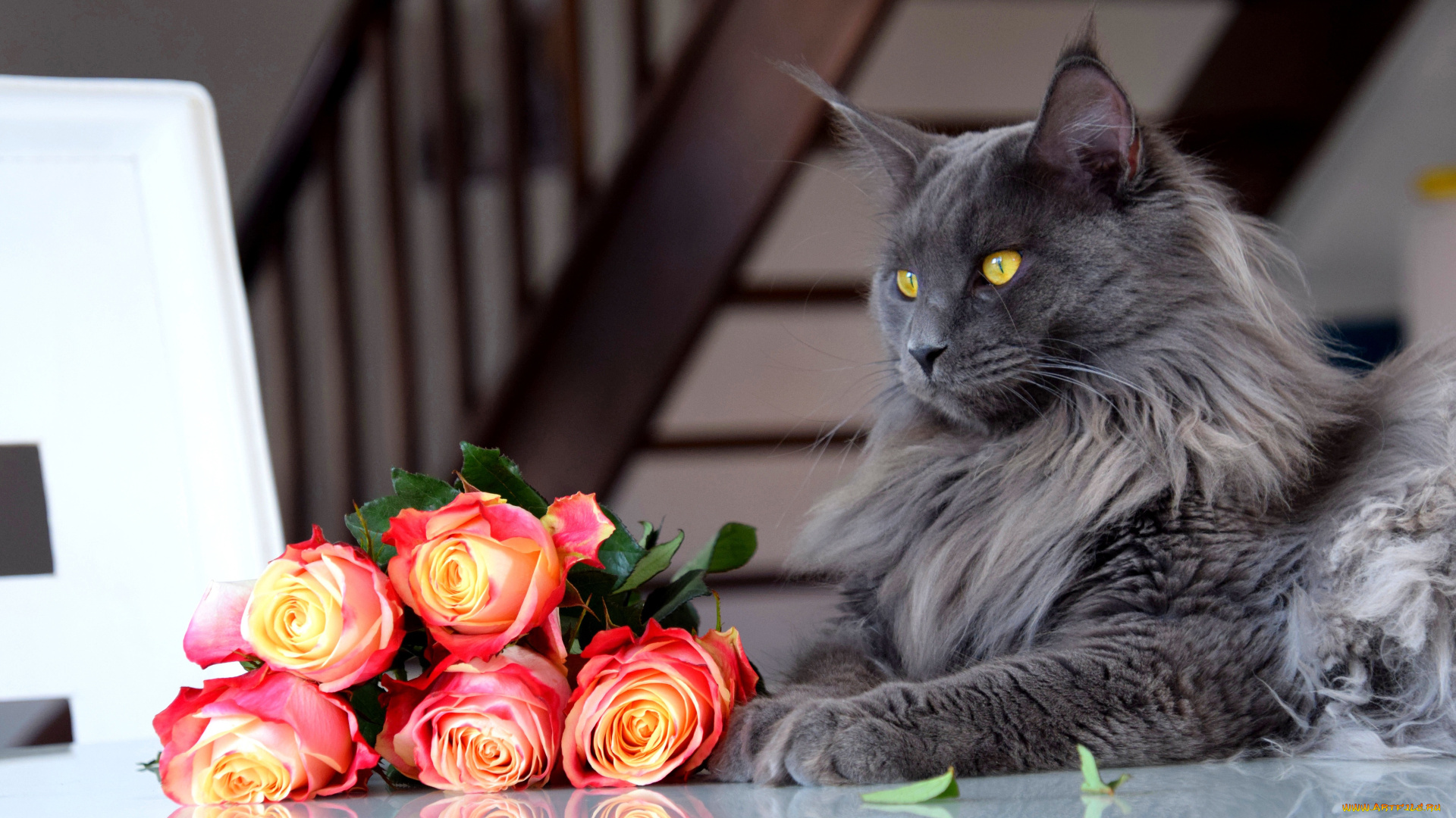 животные, коты, кот, кошка