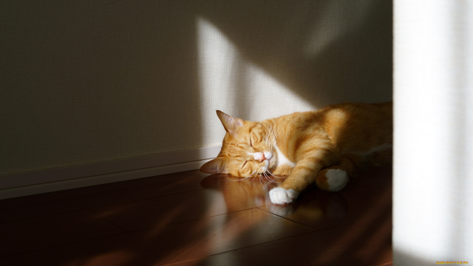 животные, коты, кот, кошка