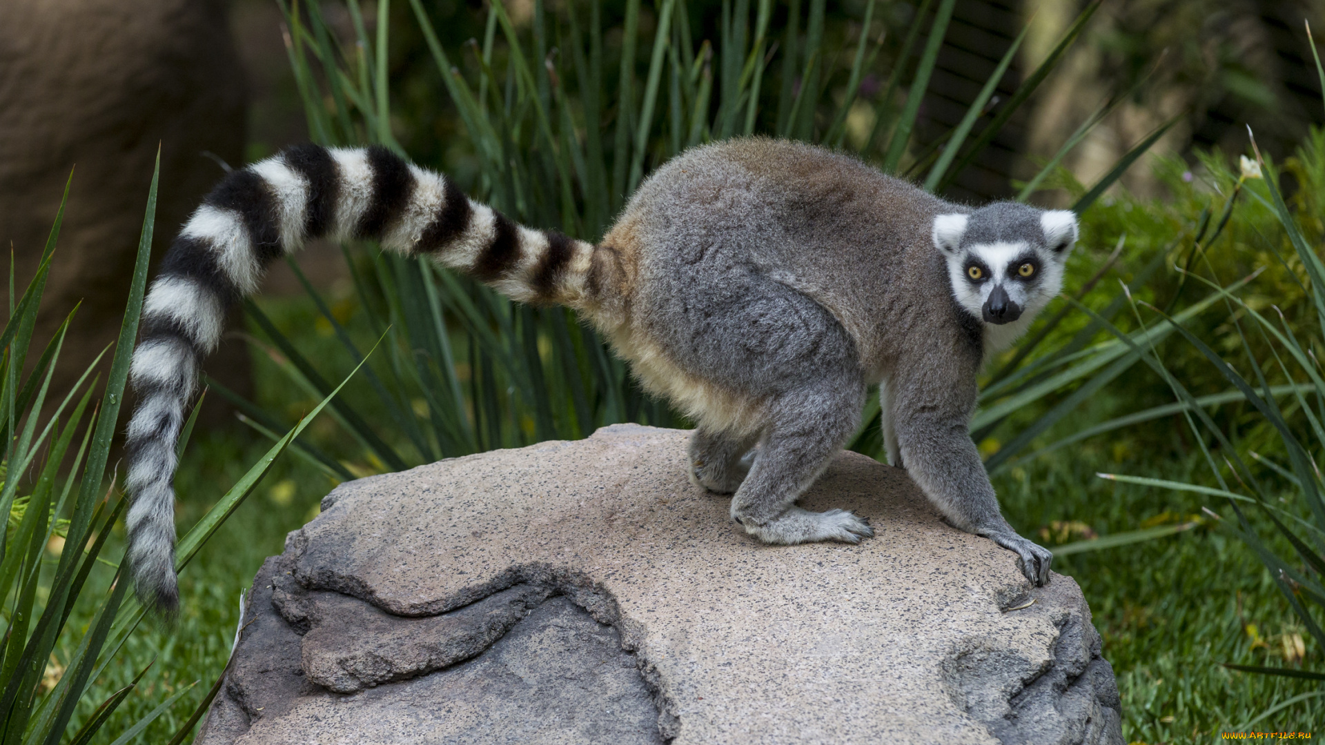 животные, лемуры, лемур, камень