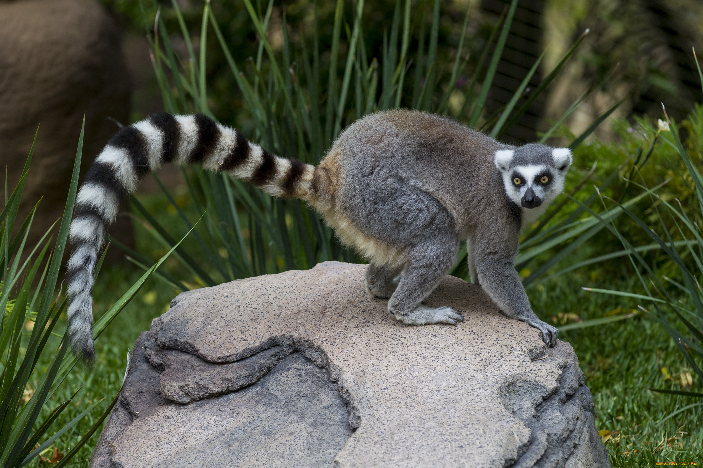 животные, лемуры, лемур, камень