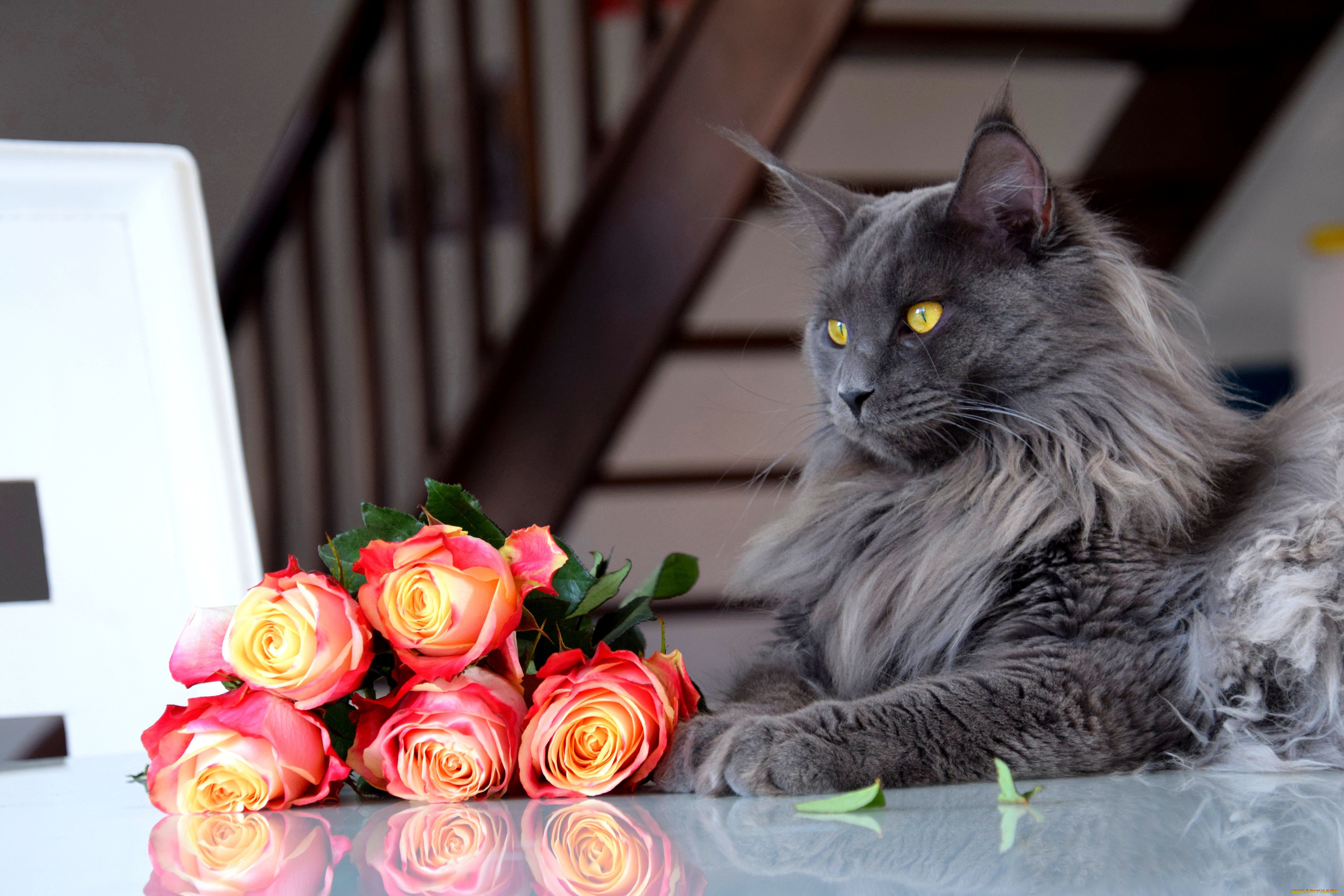 животные, коты, кот, кошка