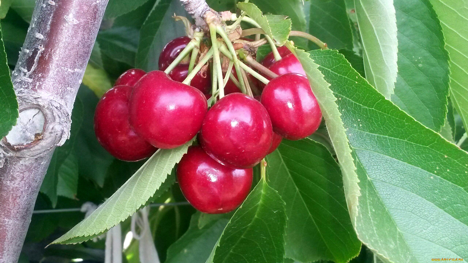 природа, ягоды, вишни