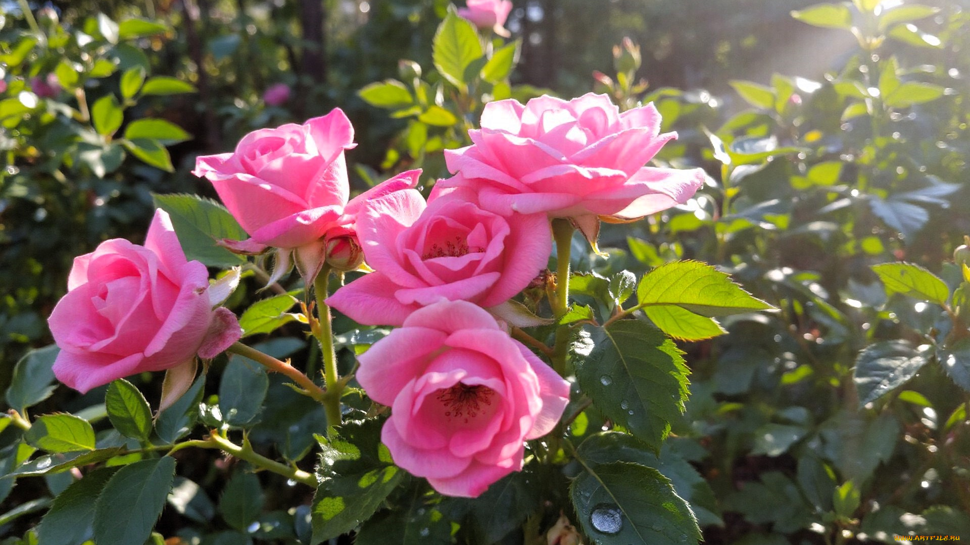 3д, графика, цветы, , flowers, розы, розовые, кусты, сад