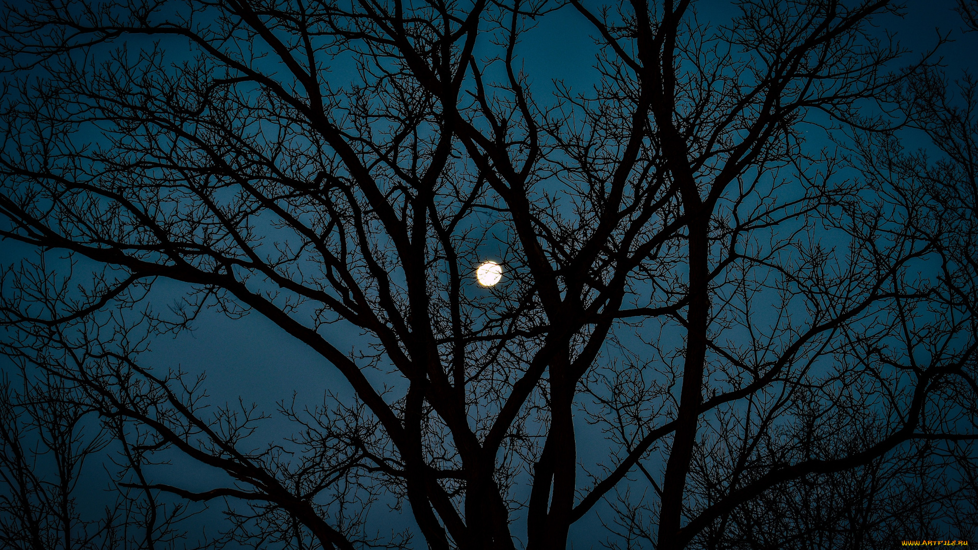 природа, деревья, пейзаж