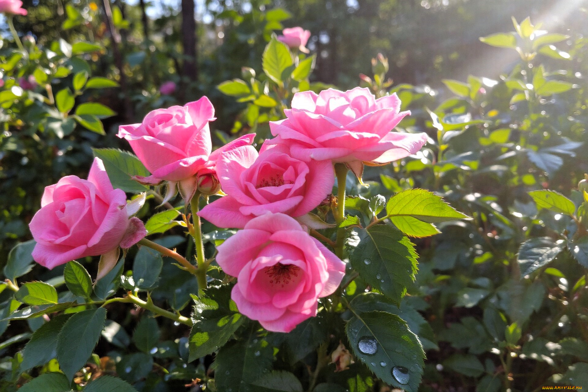 3д, графика, цветы, , flowers, розы, розовые, кусты, сад