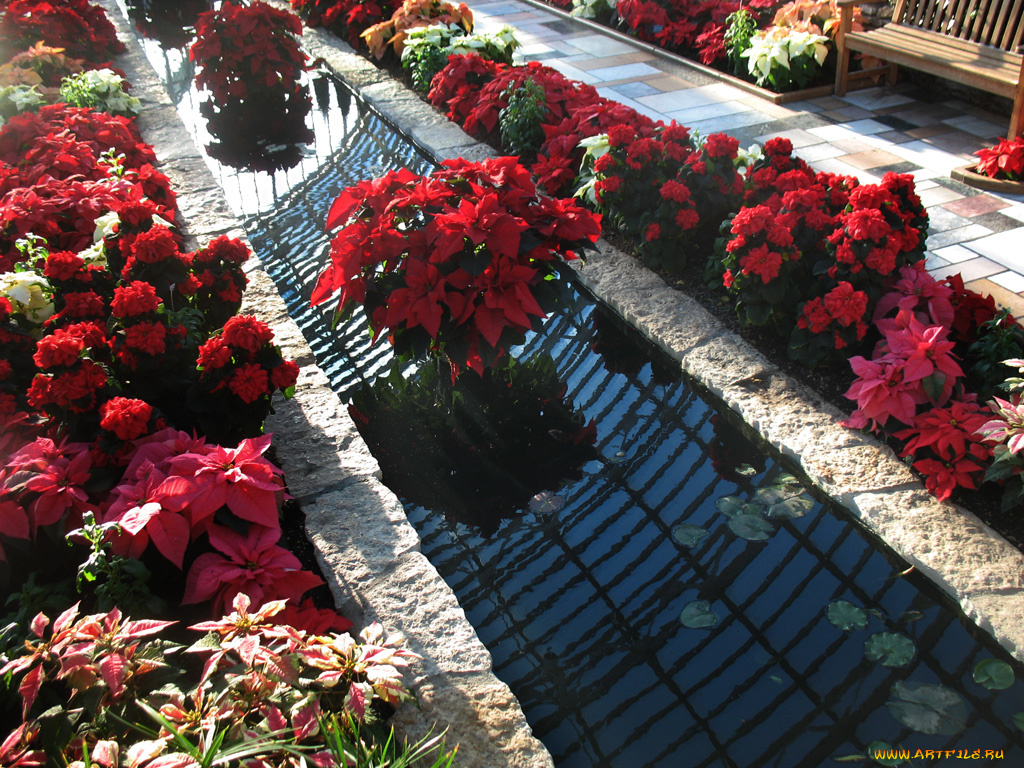 цветы, пуансеттия