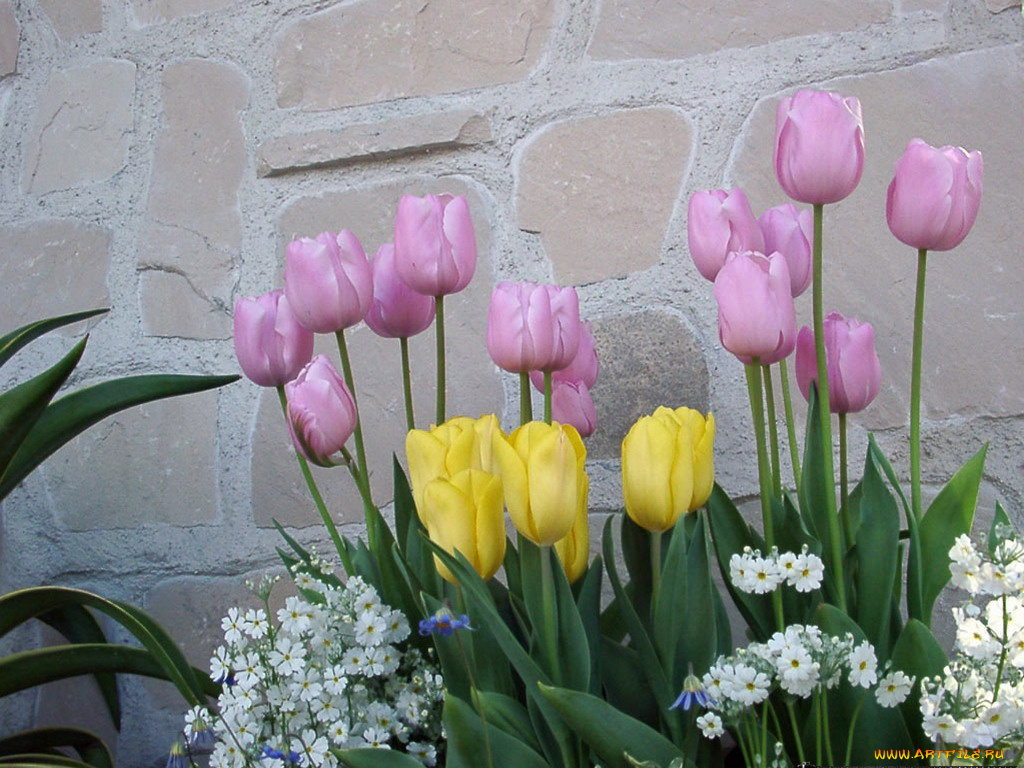 цветы, разные, вместе