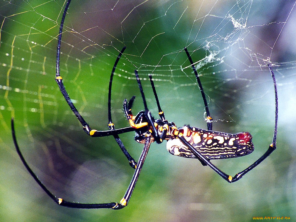 giantwoodspidersideview, животные, пауки