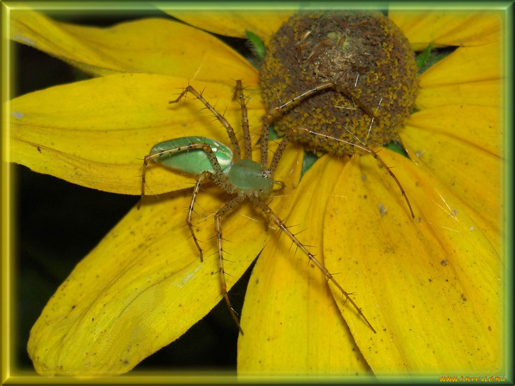 pviridans, животные, пауки