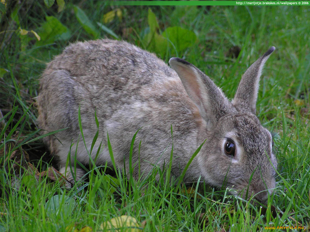 животные, кролики, зайцы
