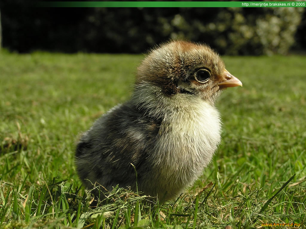 животные, куры, петухи