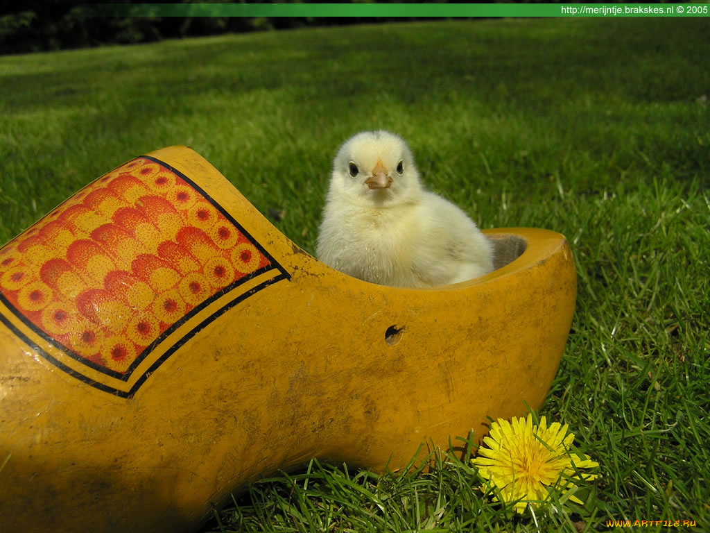 животные, куры, петухи