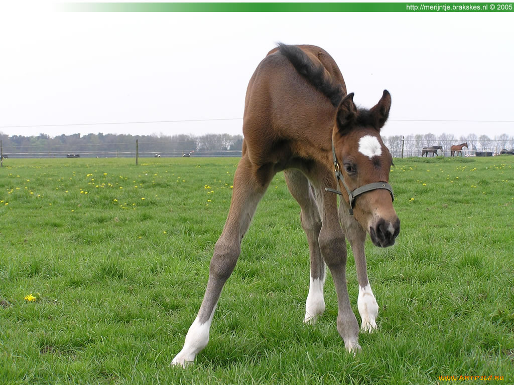 животные, лошади