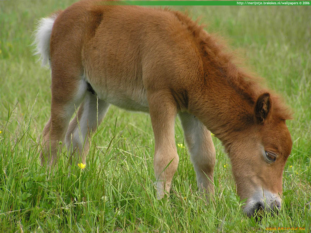животные, лошади