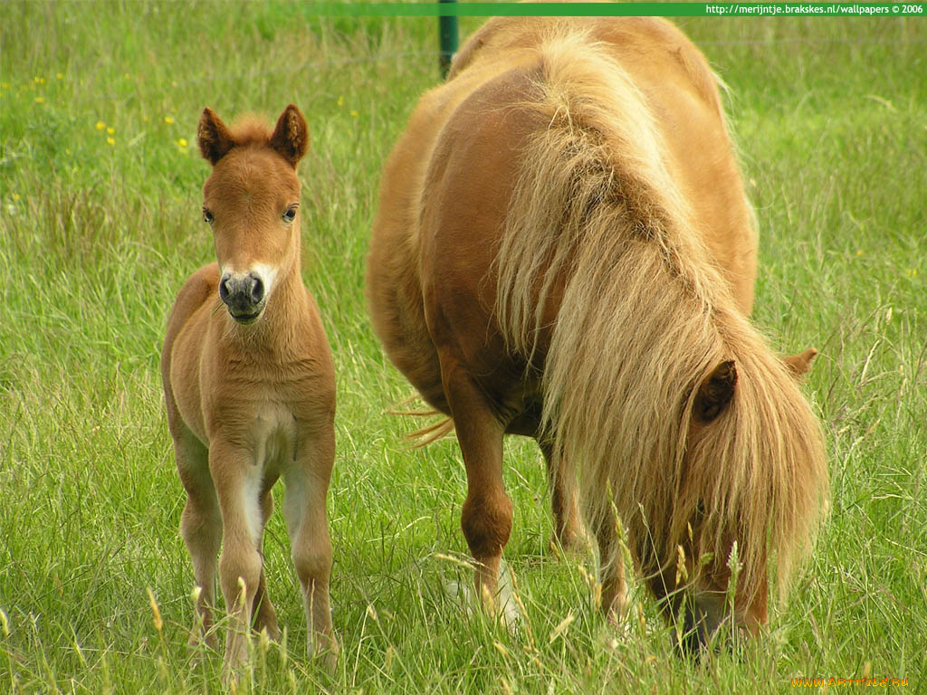 животные, лошади