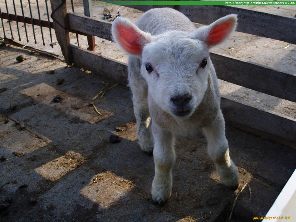 животные, овцы, бараны