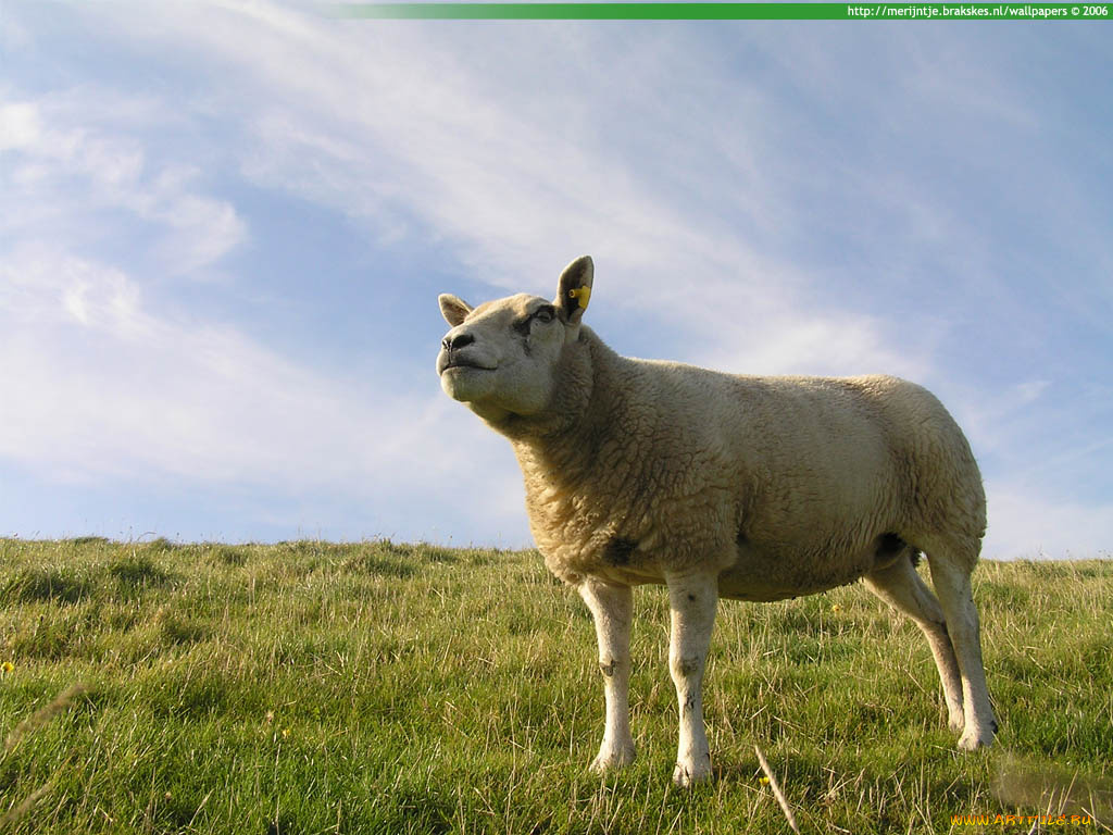 животные, овцы, бараны