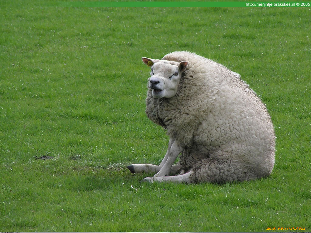 животные, овцы, бараны