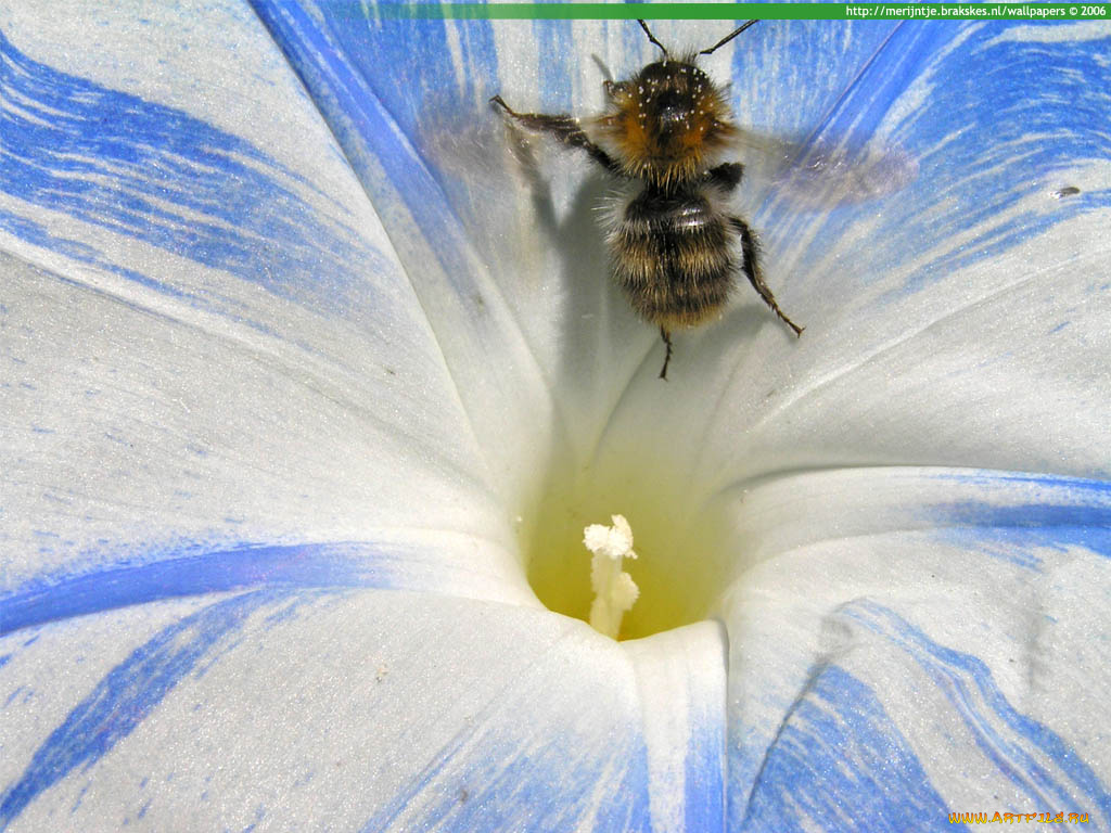 животные, пчелы, осы, шмели