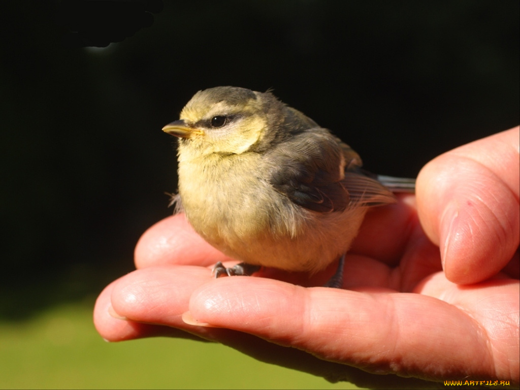 животные, птицы