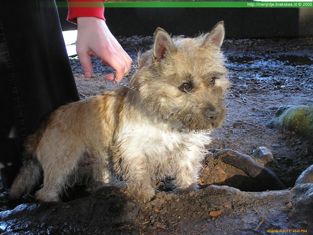 животные, собаки