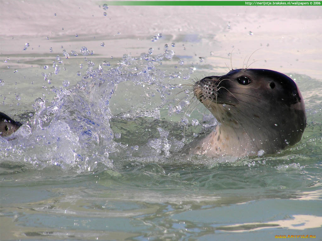 животные, тюлени, морские, львы, котики