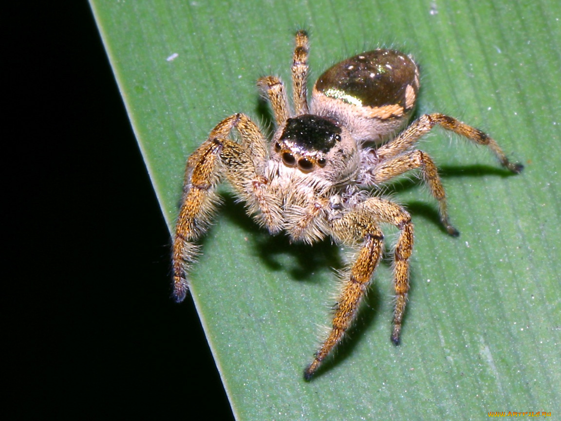 brownmexicanjumpingspider, животные, пауки