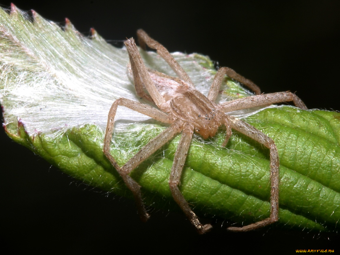 spiderguardingeggs, животные, пауки