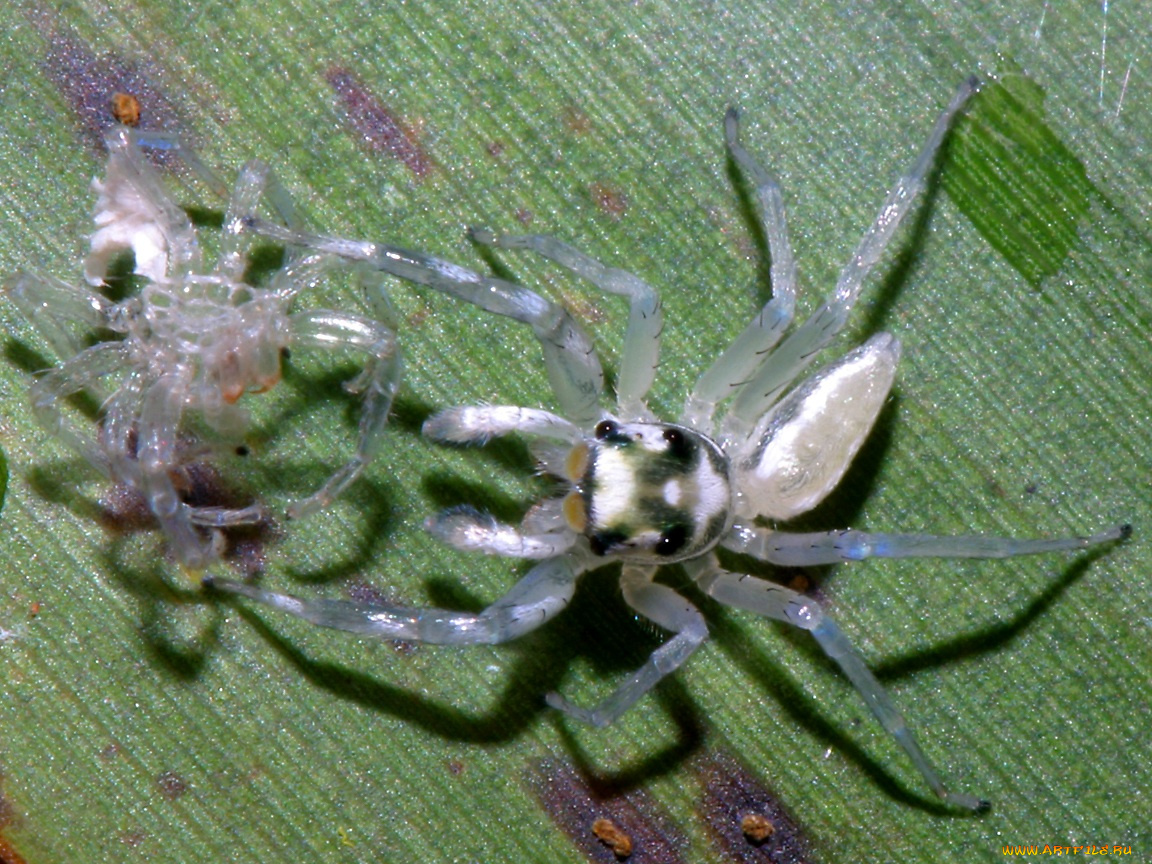 whitejumpingspiderwithskin, животные, пауки