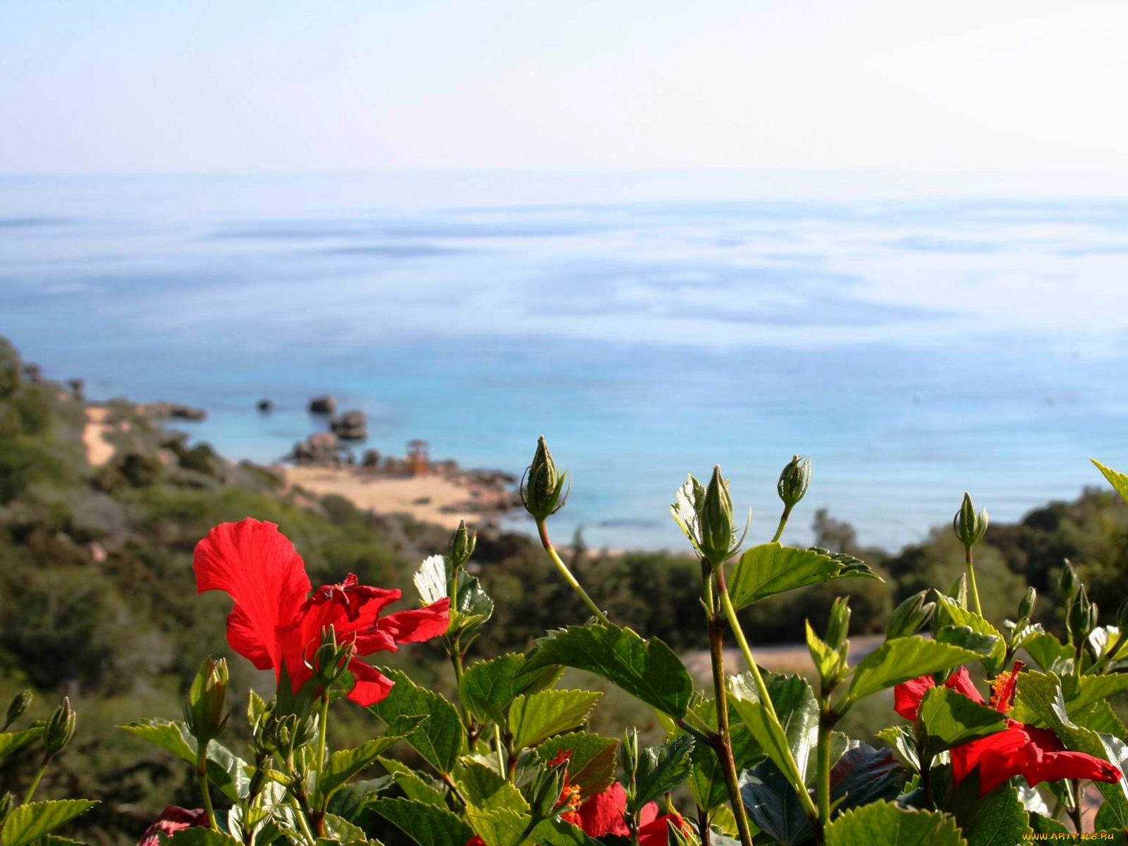 цветы, гибискусы