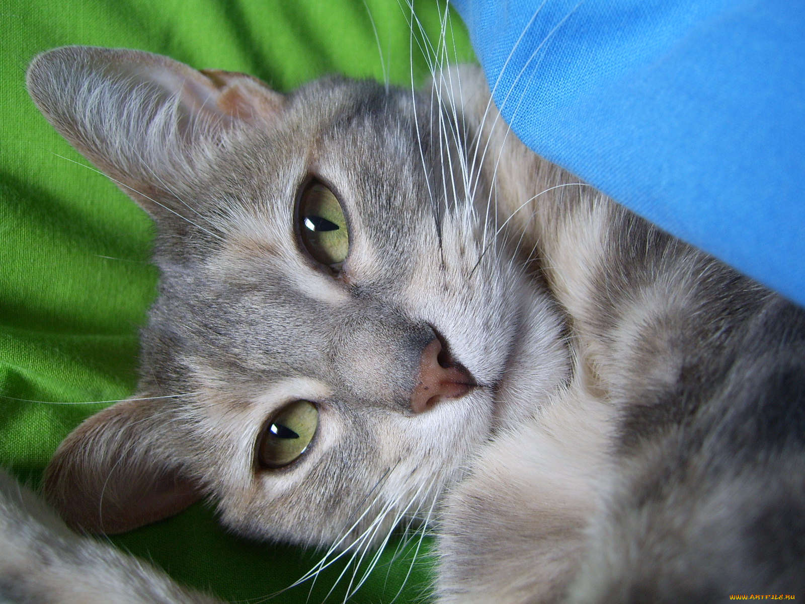 животные, коты